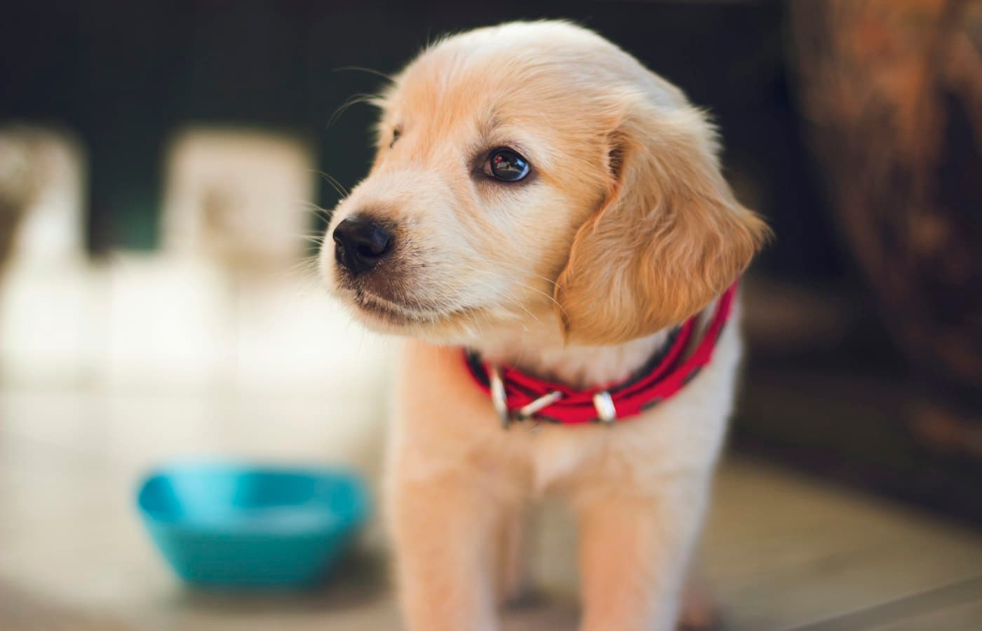 Curious puppy looking to the side against a soft background